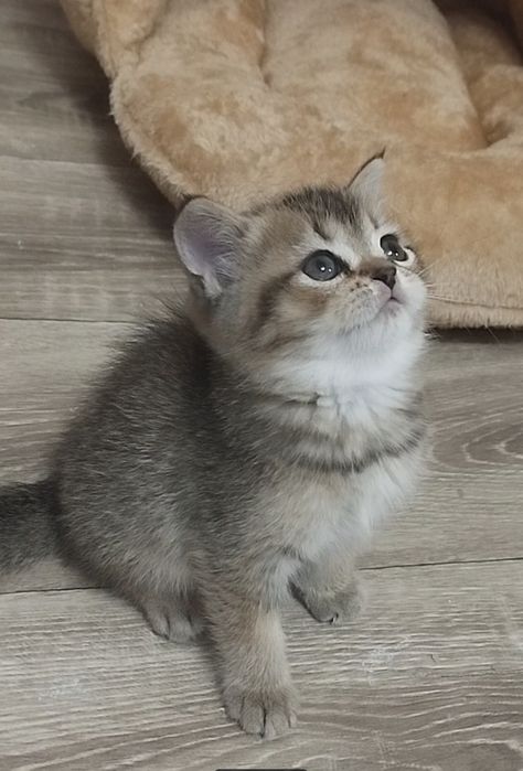 Чистокровные шотландские котята