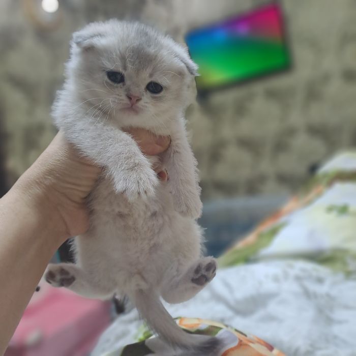 Котёнок от правильной вязки