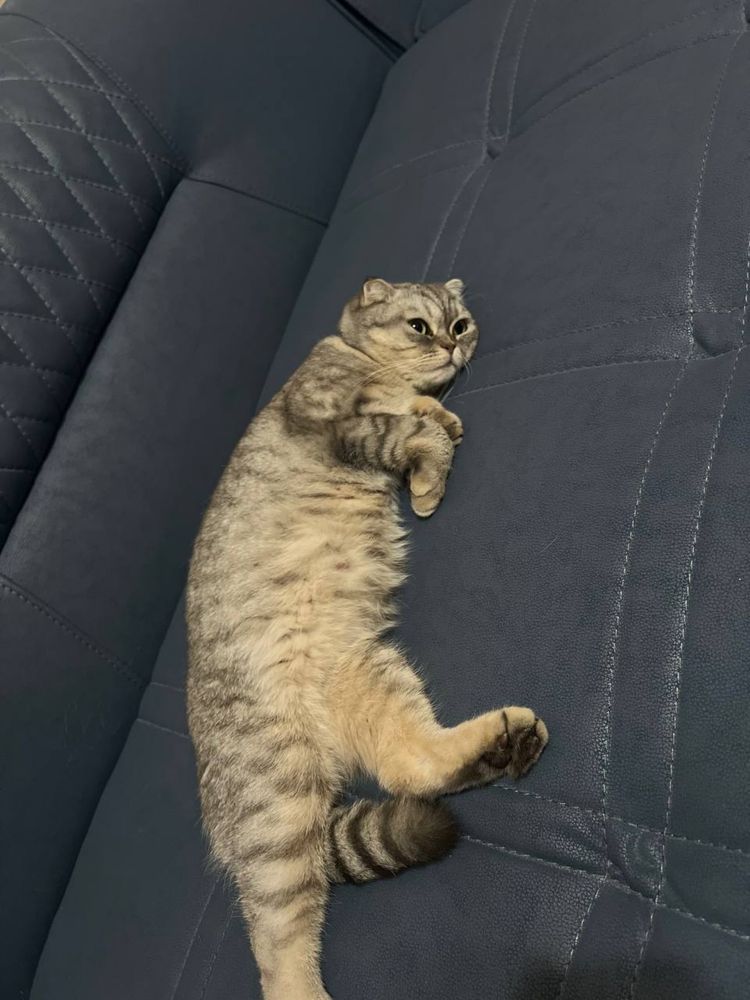 Отдам даром котёнок девочка Tekin