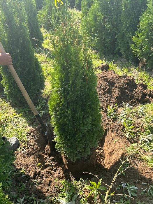 Туиа смарагд Туя от питомника