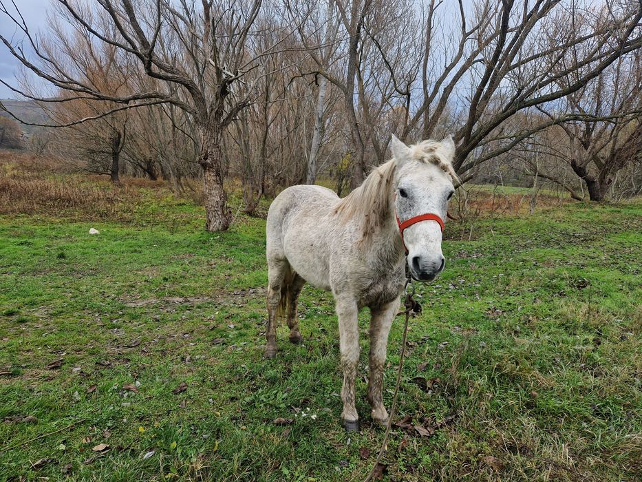 De vanzare cal bland