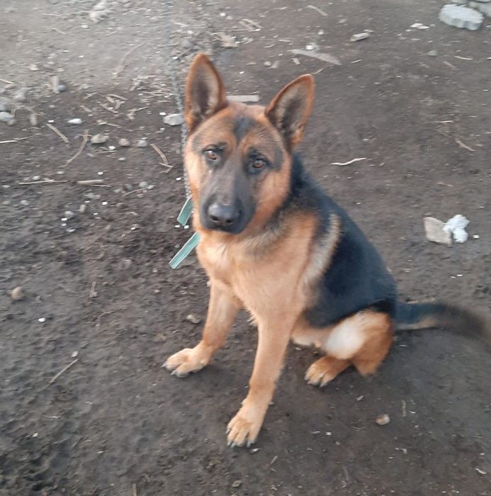 Продам овчарку. 1.5 года