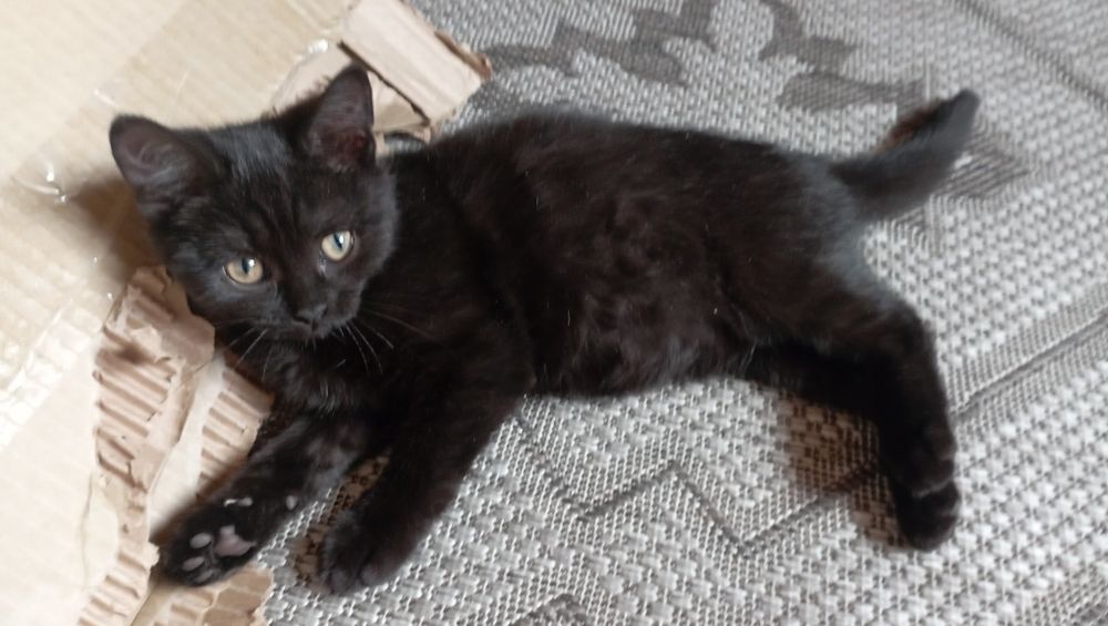 Малышка в хорошую семью . Текст к прочтению.