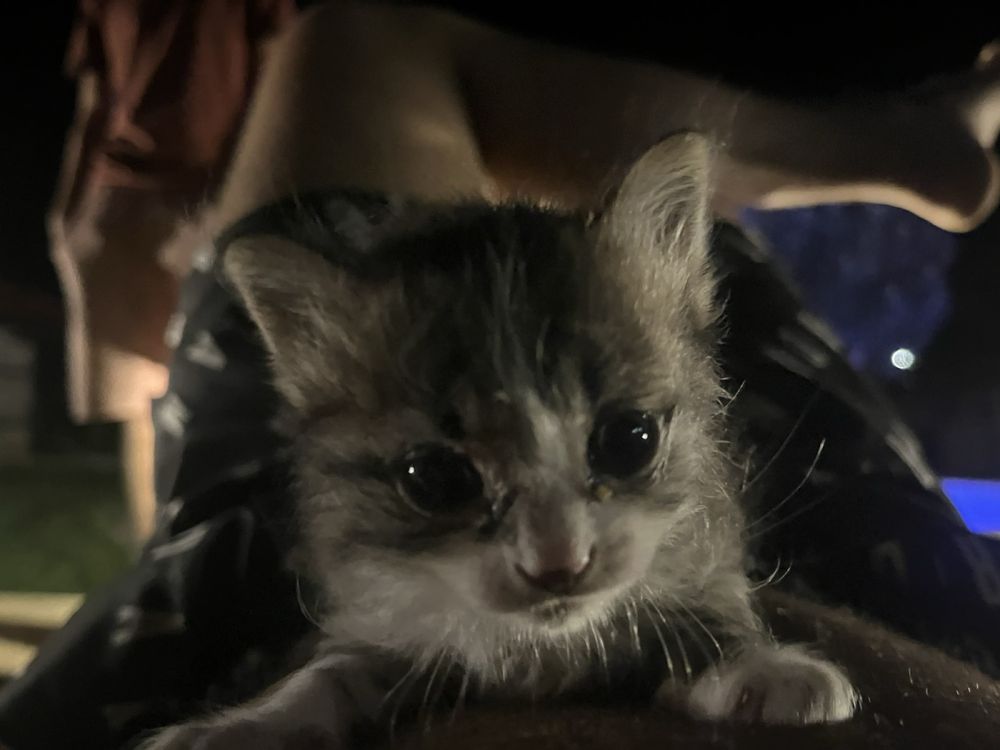 Търся СПЕШНО дом на котенце