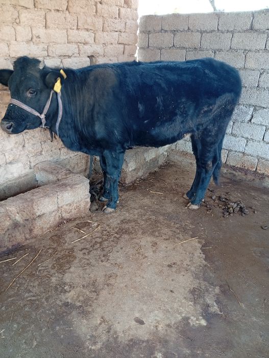 Gʻunajin tugʻmagan 2 yosh.