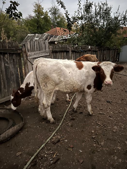 Viței de carneee