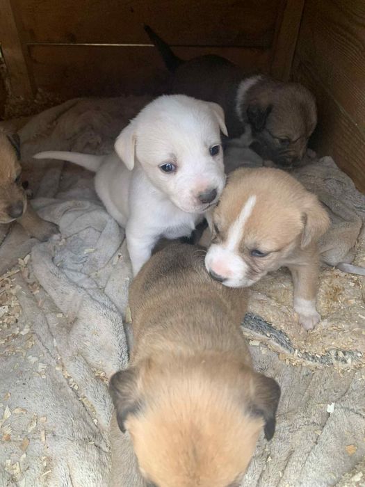 Spre adopție cățeluși patru saptamani