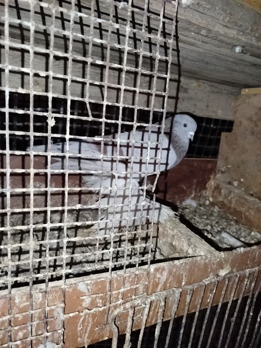 Сирень самец хороший