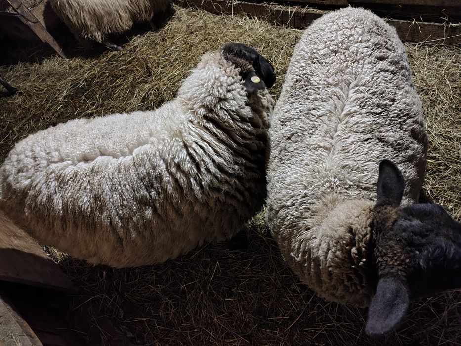 Vand doua oi suffolk și un berbec