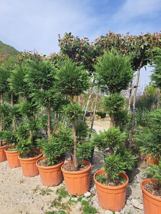 Vând plante ornamentale tuia Leylandii