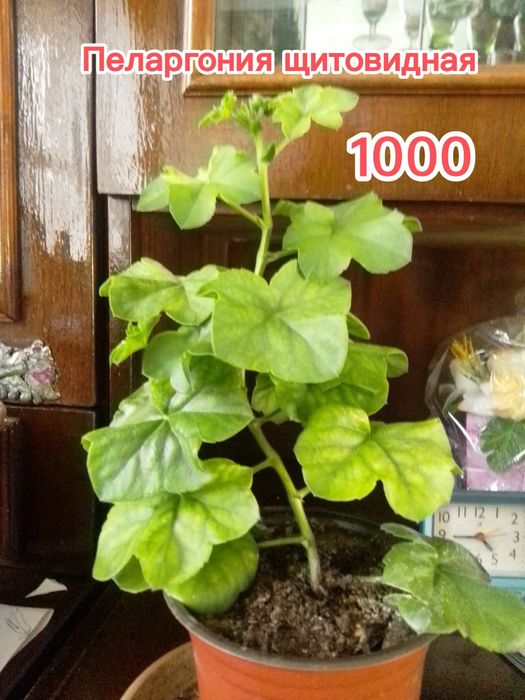 Продам комнатные цветы