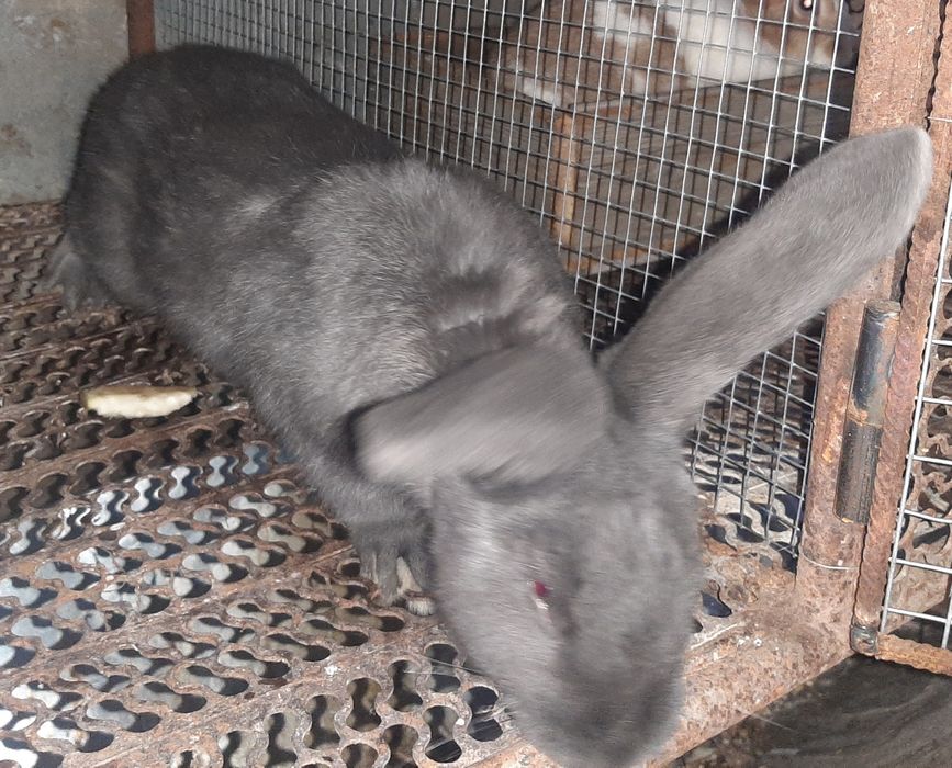 iepuroi fluture albastru janet  schimb