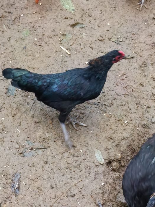 Disponibili cocoși pitici