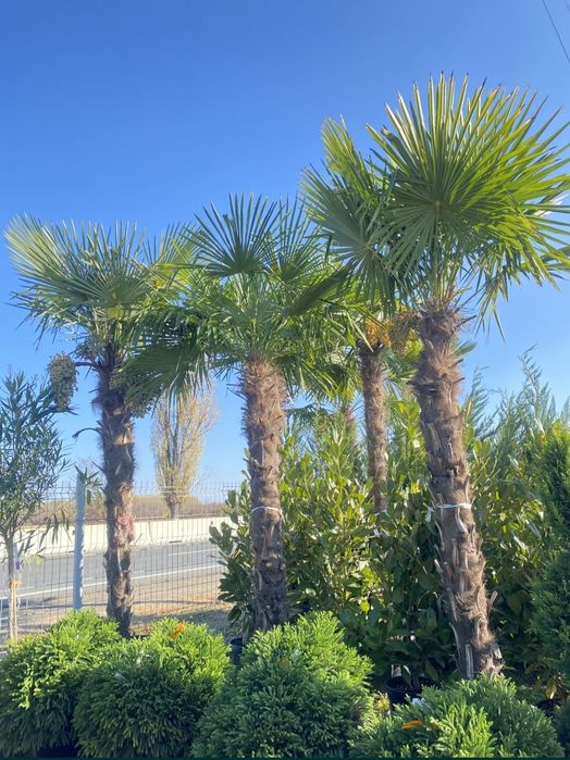 Vand Palmieri Trachycarpus Fortunei. Prețurile de producător