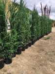 Chiparos Leylandii este un conifer de talie medie, din familia Cupress