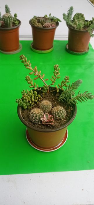 Цветя за офиса, стайни растения, саксии с аранжировки