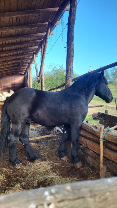 Vând mânz negru de 2 ani