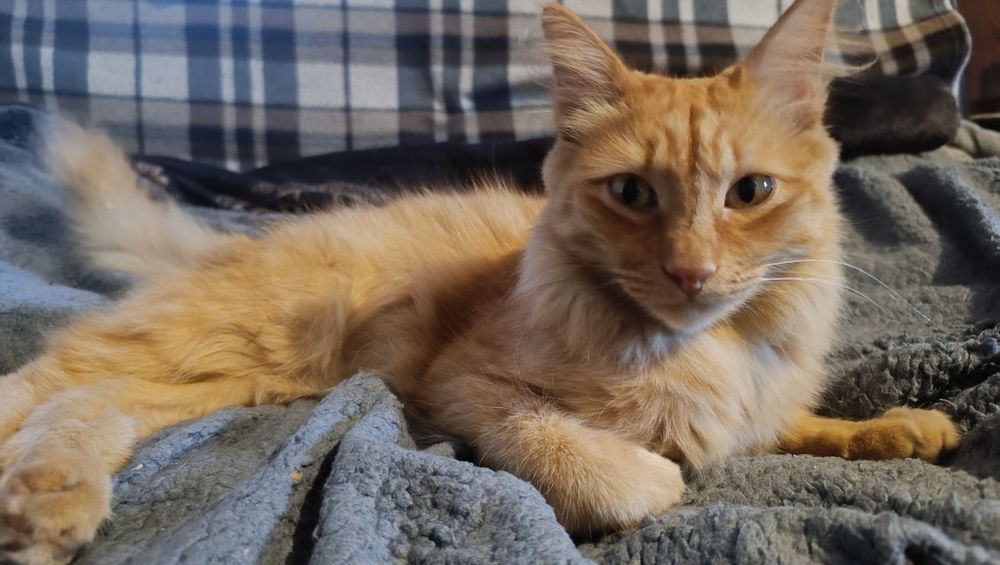 Отдам кота в хорошие руки