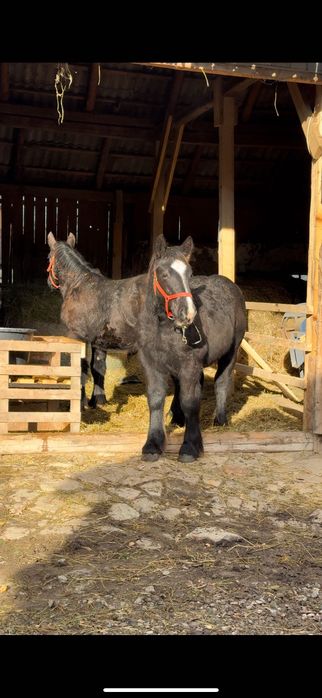 Manji negri ardenezi