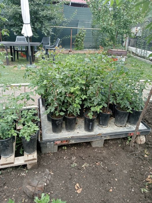 Butași de trandafiri de dulceață la ghiveci