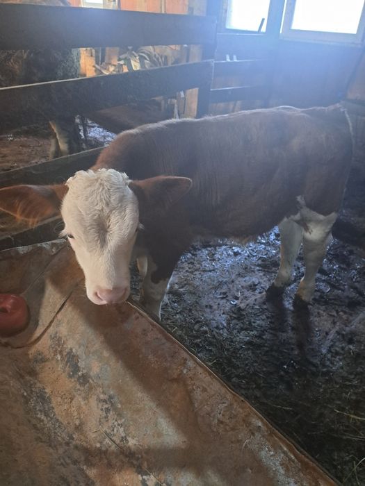 Vând vițel pentru tăiat