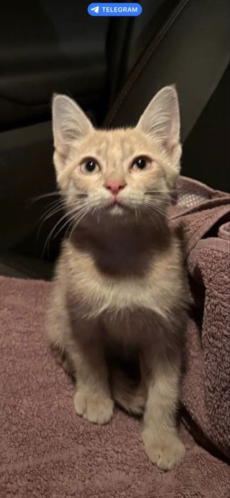 Кошка, здоровая, умная, ласковая, Шанти!
