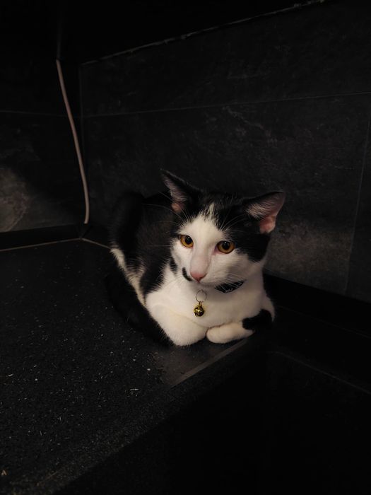 Donez motanel in varsta de 5 luni