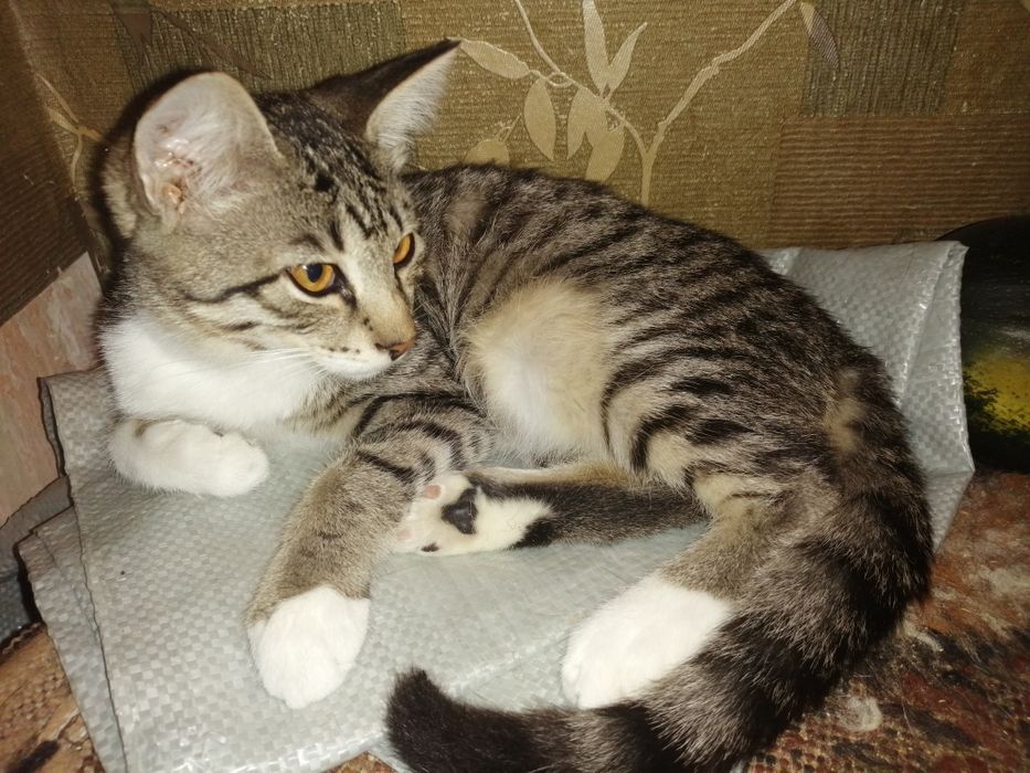 Котенок Шустрик!!!