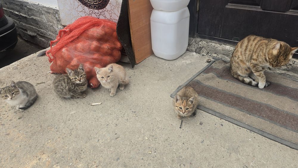 Бенгальский кошки