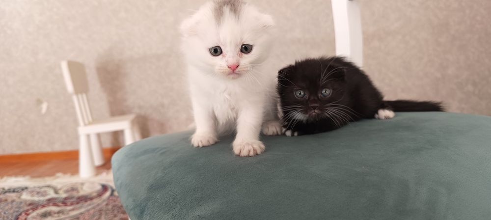 Продаются месячные котята шотландской породы. Чёрная и белая.