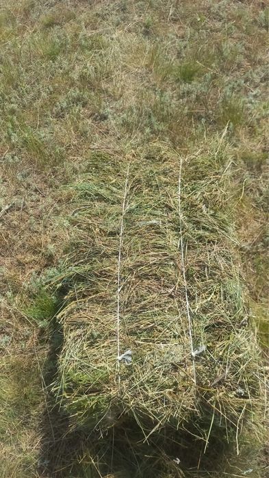 Продам сено в тюках и рулонах.  Есть доставка
