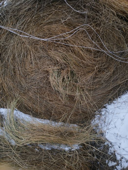 Продам сено житняк прошлогодний