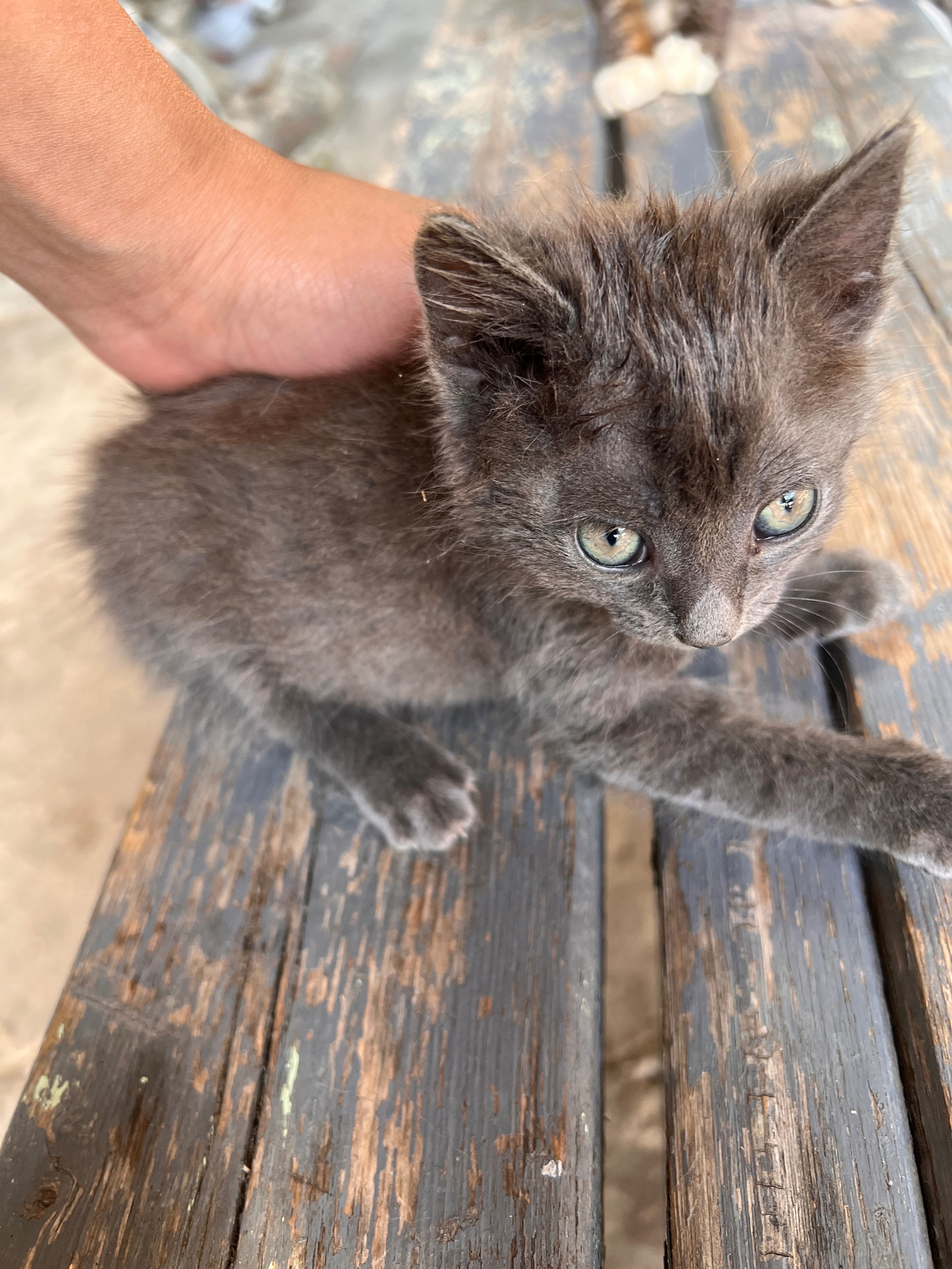 Котенца за подаряване