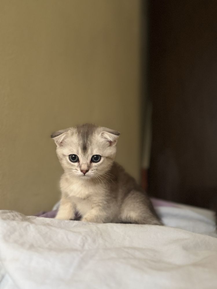 Котяты Scottish fold