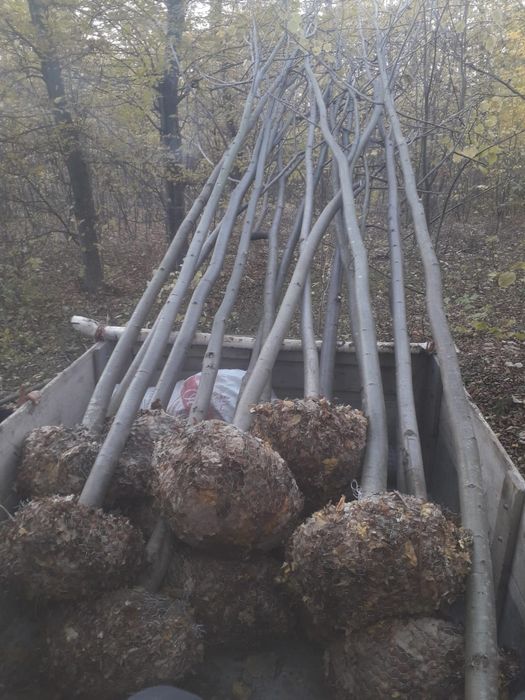 Tuia smarald gazon rulou si multe alte speci de plante
