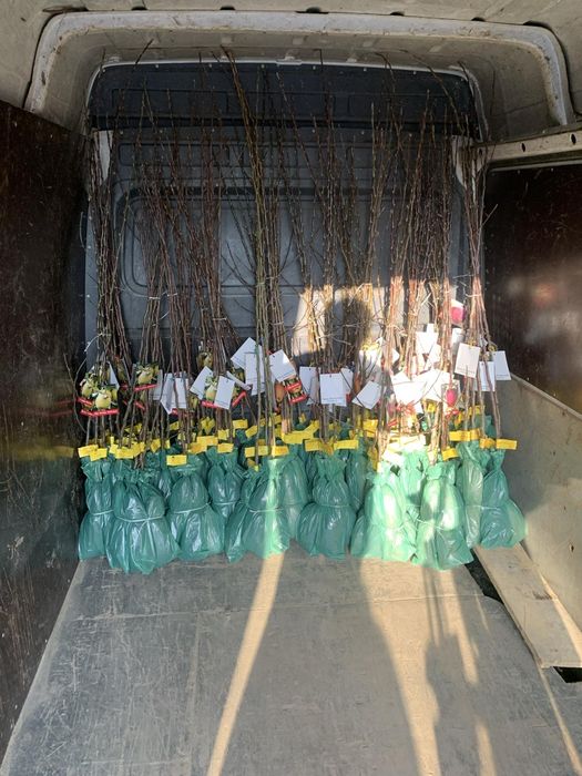 Pomi fructiferi și vița altiita 2024