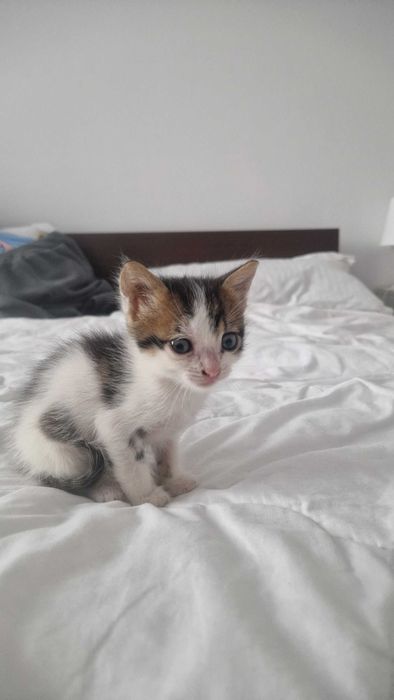 Adoptie pisica Brasov