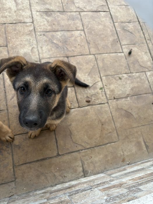 Немска увчарка куче