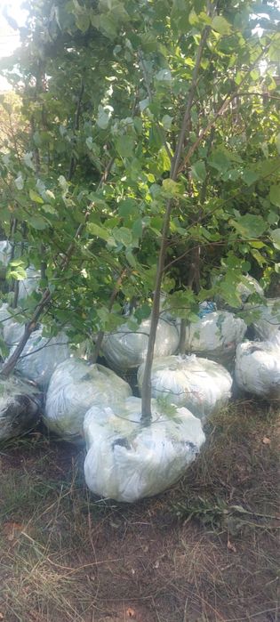 Липа ясень дуб