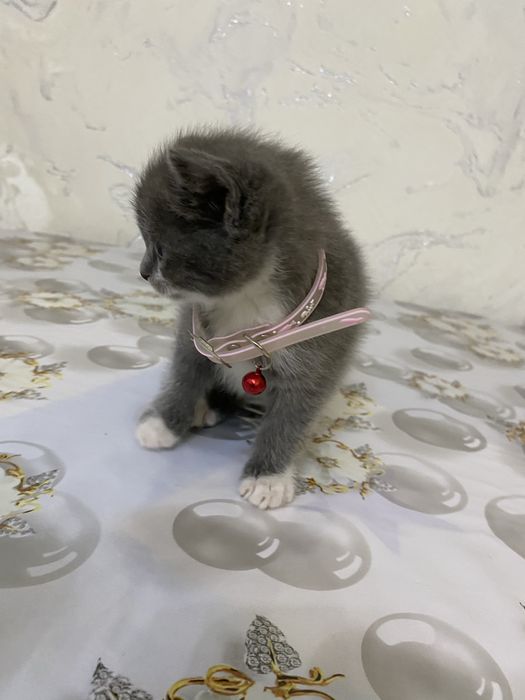 Британские вислоухие мушукчалар сотилади