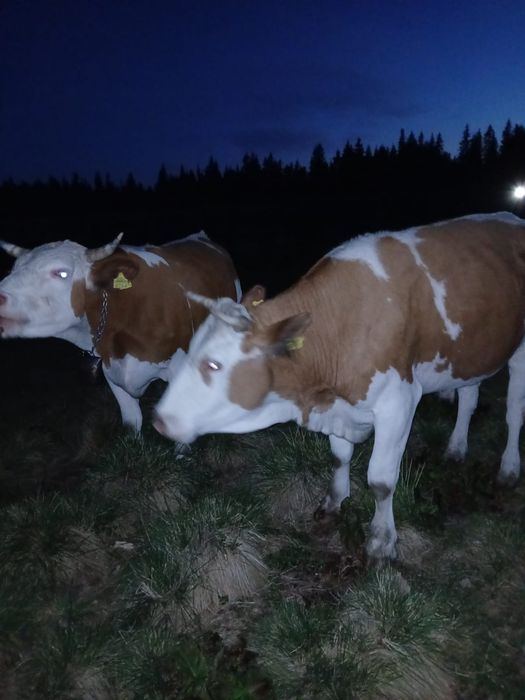 Vând junci, mai multe detalii la nr de tel