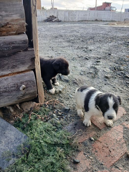 Отдадим щеночков в добрые руки