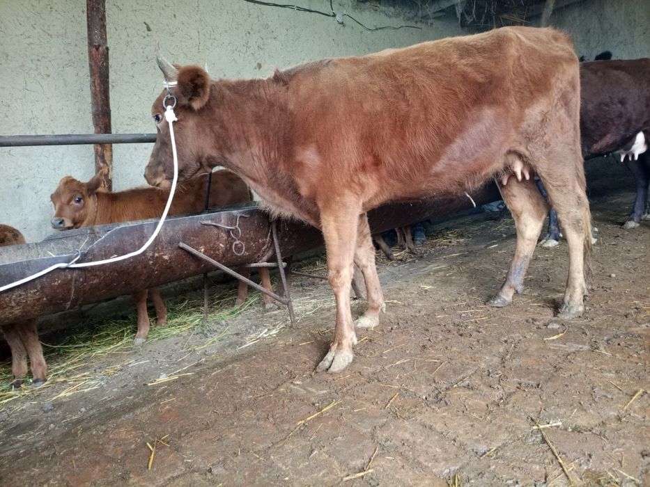 Ona bola sigir sotiladi