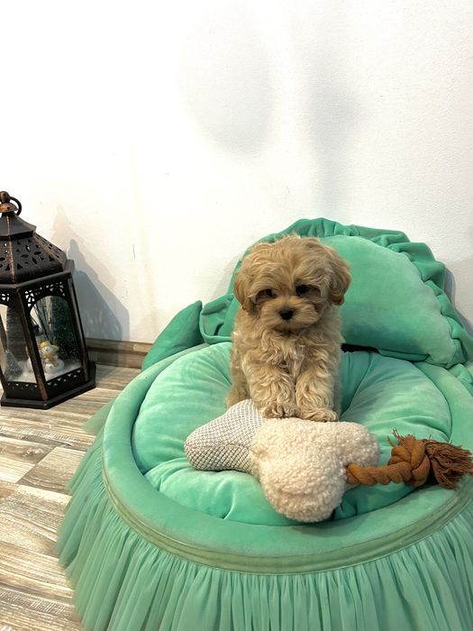 Băiețel Maltipoo – Max, 2,5 luni