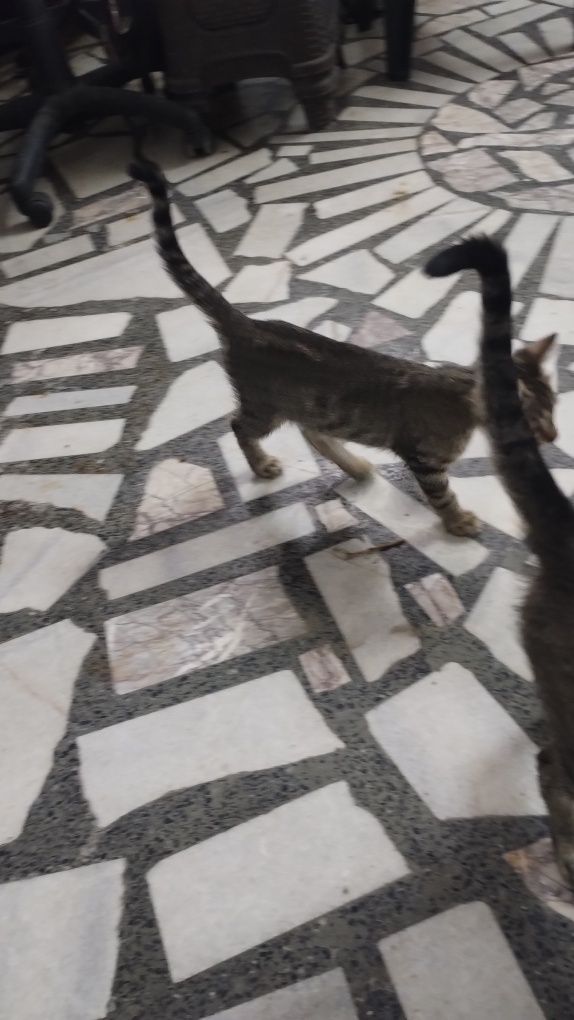 Подаряваме малки котки