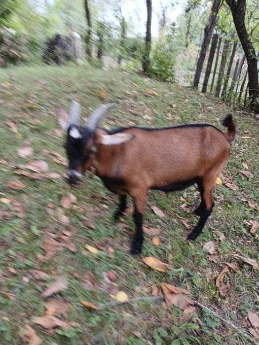 Vand țap alpin de 7 luni bună de monta