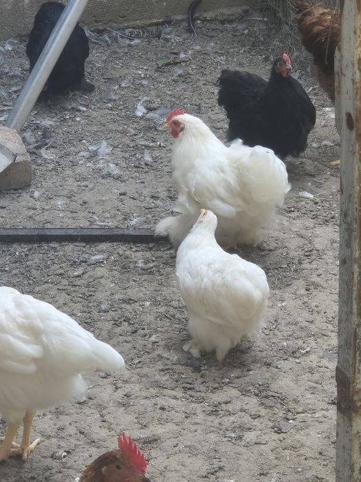 Vând pui cochinchina ,brahma și cocoși de alte rase