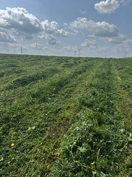 Baloți de lucernă de vânzare