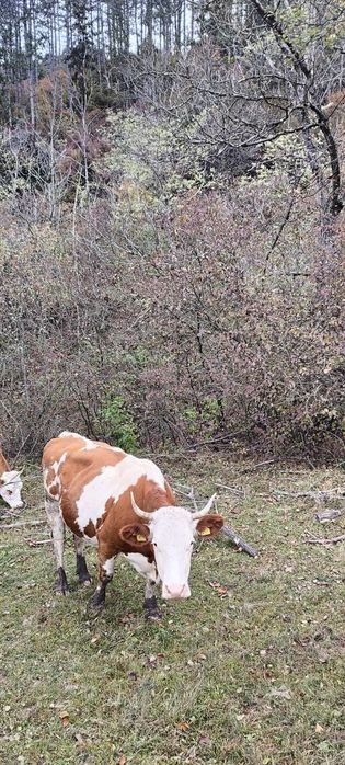 Doua vaci de vanzare