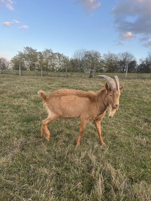 Vand tap  zannen cu alpina